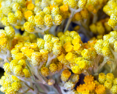 Helichrysum oil