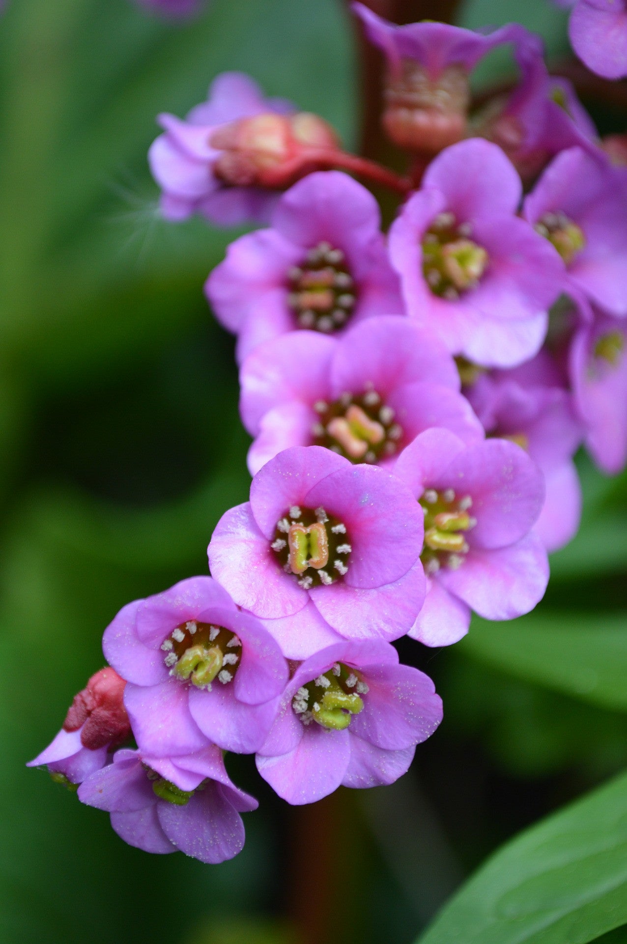 Rock rose oil