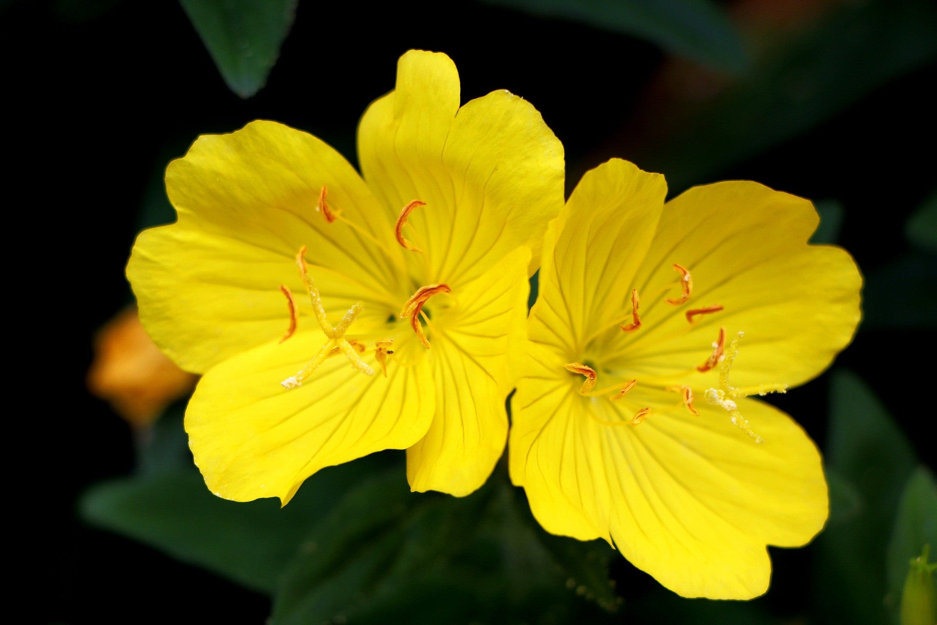 Evening primrose essential oil