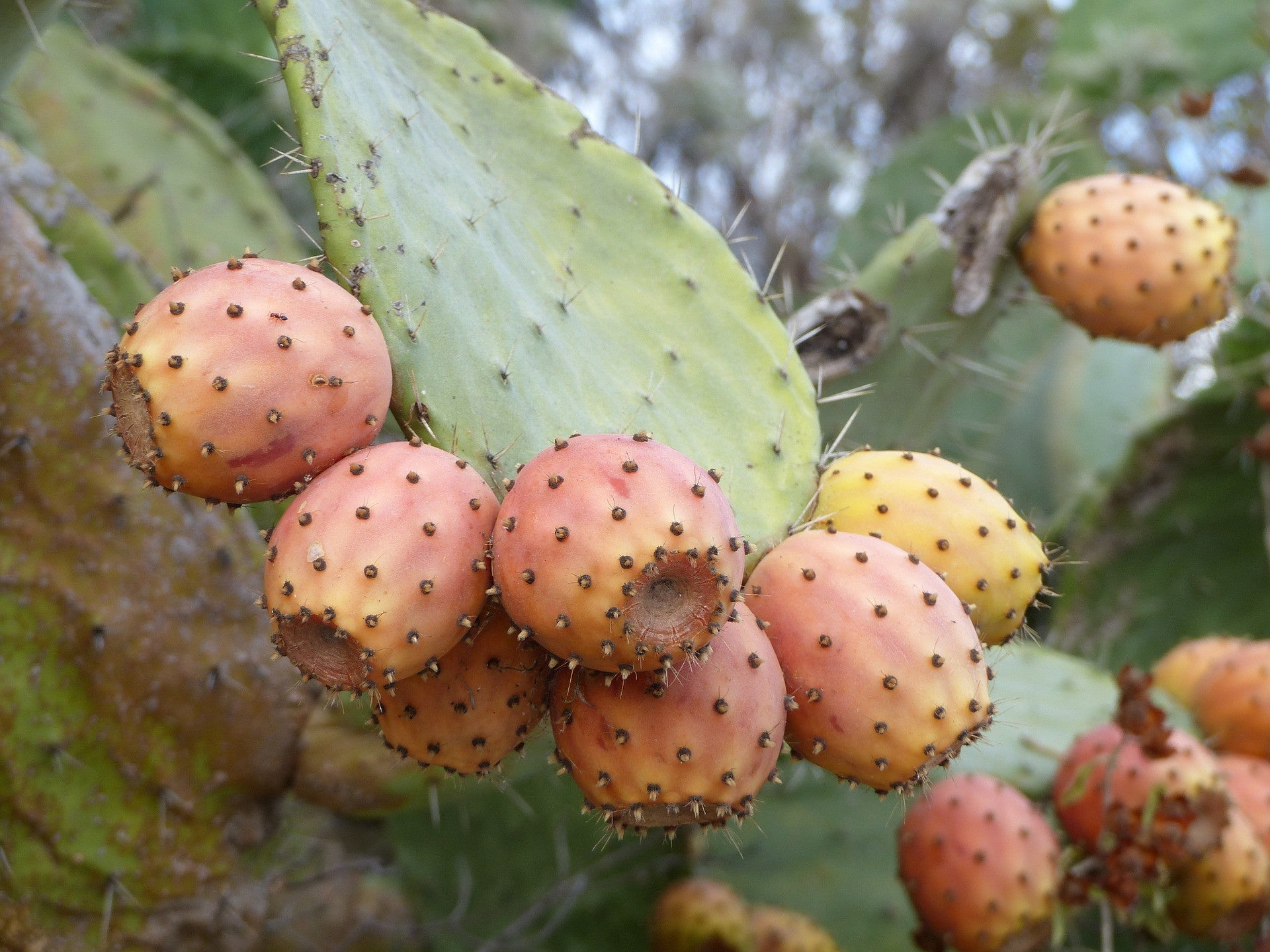 Prickly pear seed